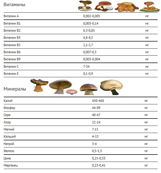 Мицеликс грибной сбор