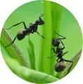 Экстракт черного муравья