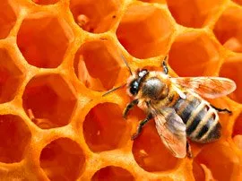 сила пчелы - крем для мужчин