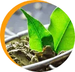 gardenin organic tea чай для похудения