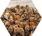 пчелиный спас от тифоза