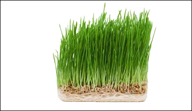 грассфит средство для похудения из ростков пшеницы